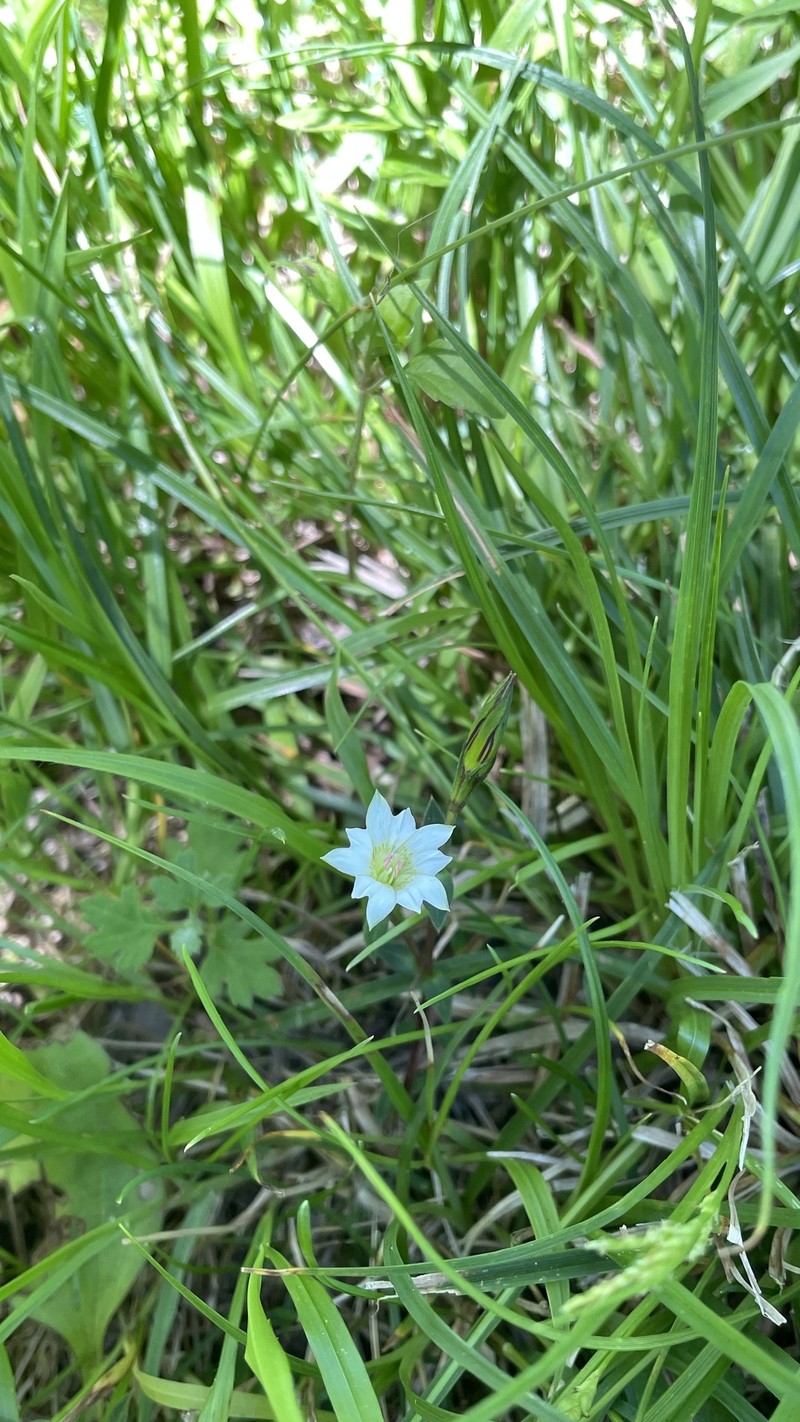 Gentiana flavomaculata subsp. flavomaculata photo 3