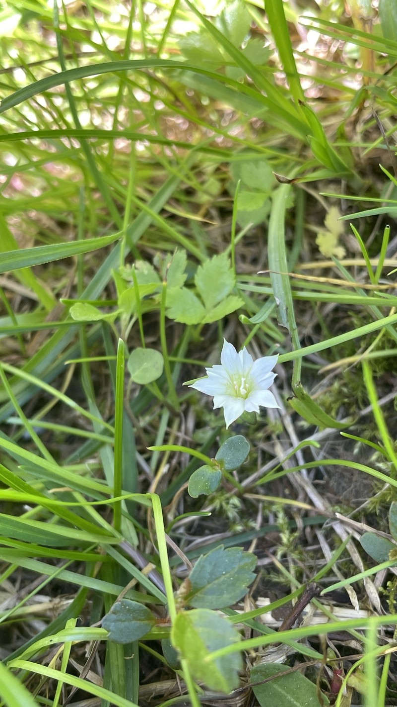 Gentiana flavomaculata subsp. flavomaculata photo 4