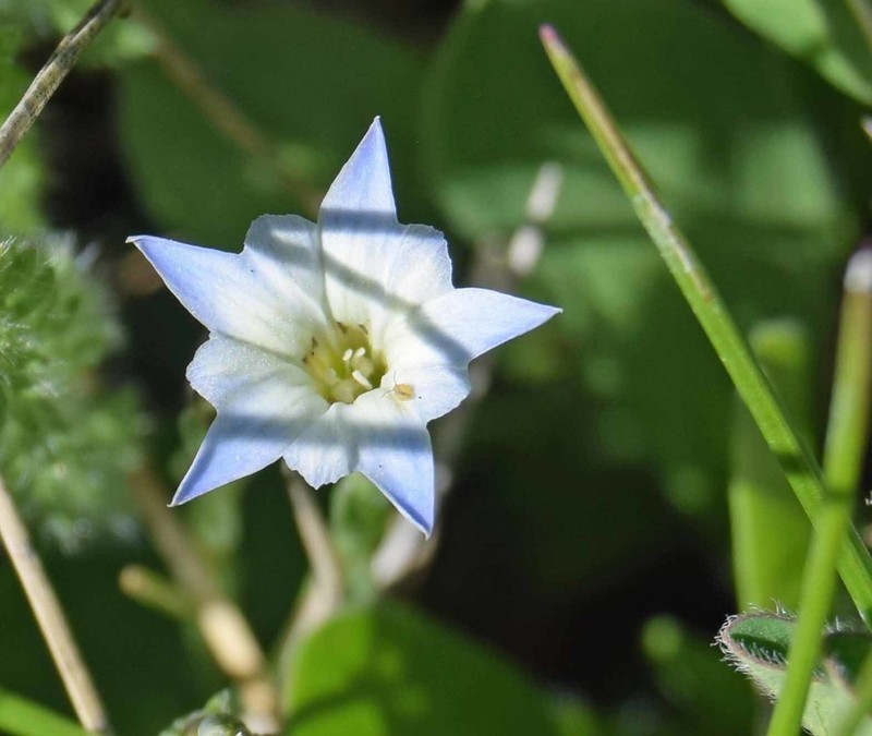 Moss Gentian