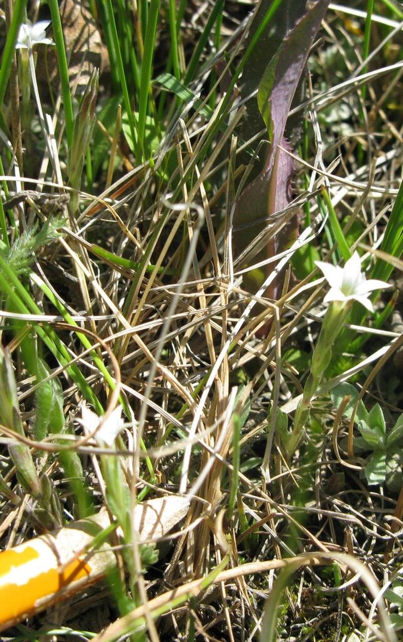 Moss Gentian photo 2
