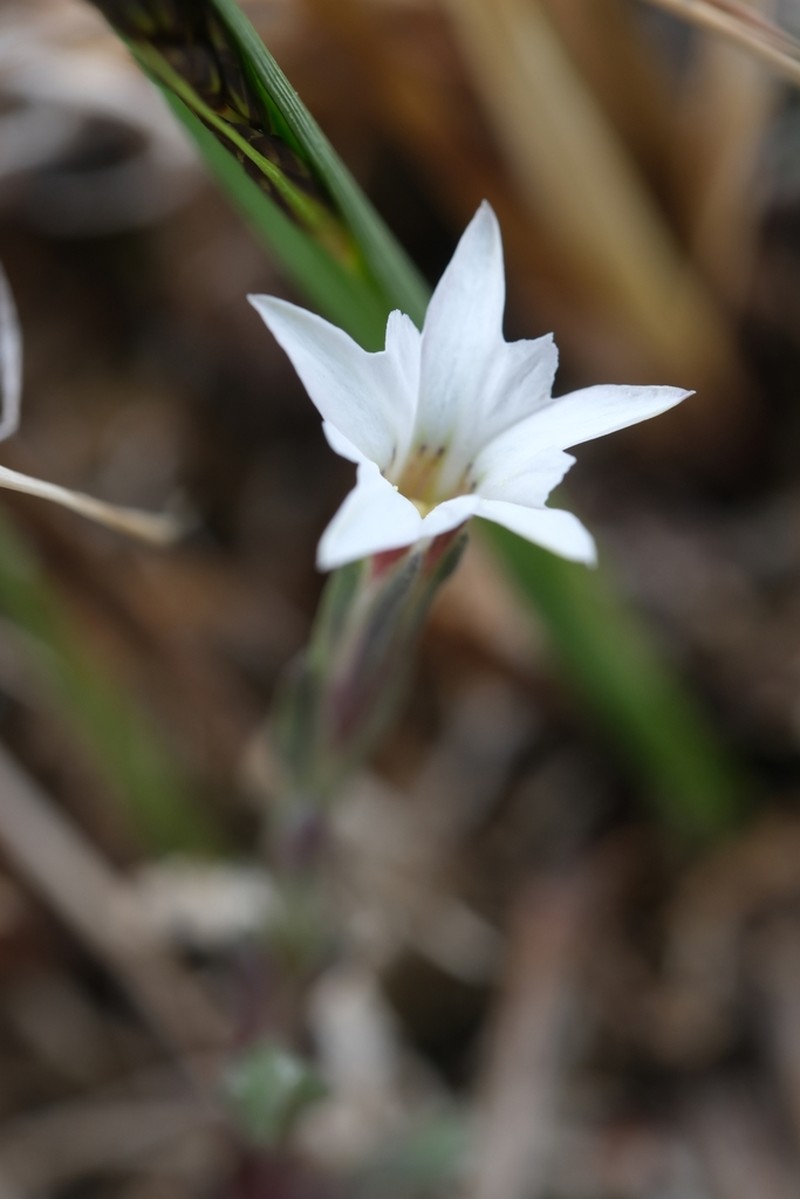 Moss Gentian photo 3