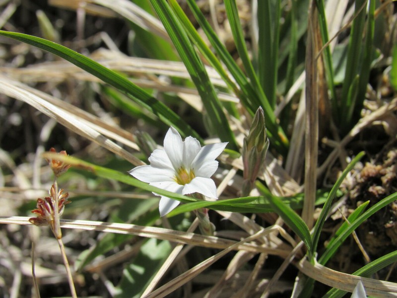 Moss Gentian photo 4