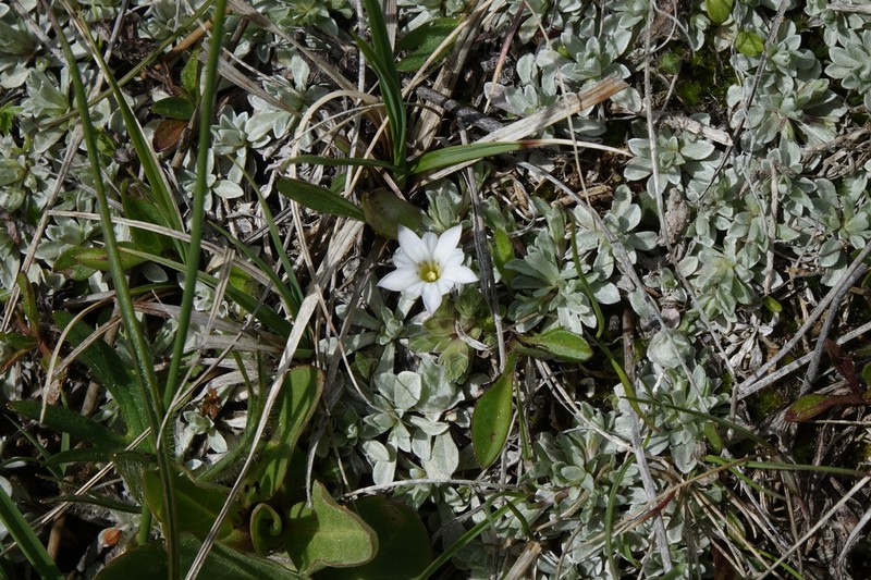 Moss Gentian photo 5