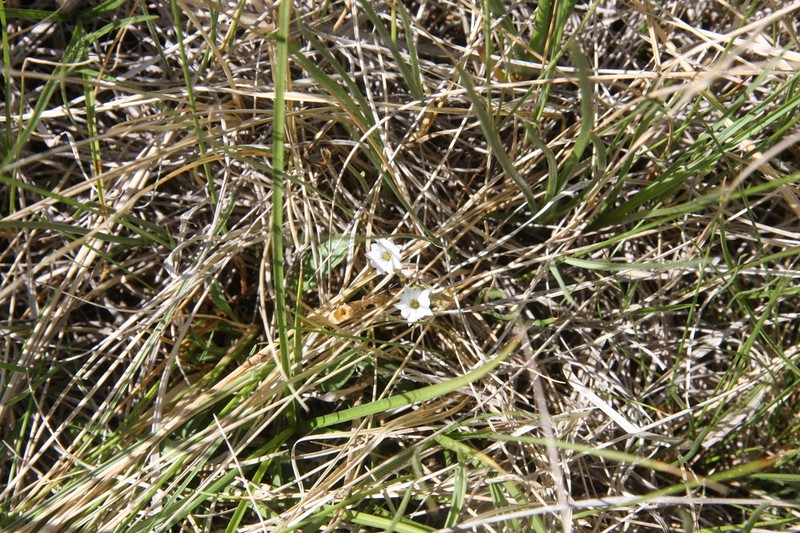 Moss Gentian photo 6