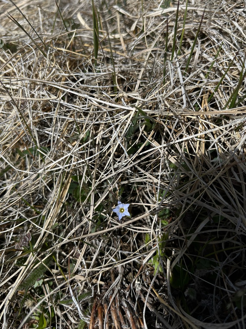 Moss Gentian photo 8