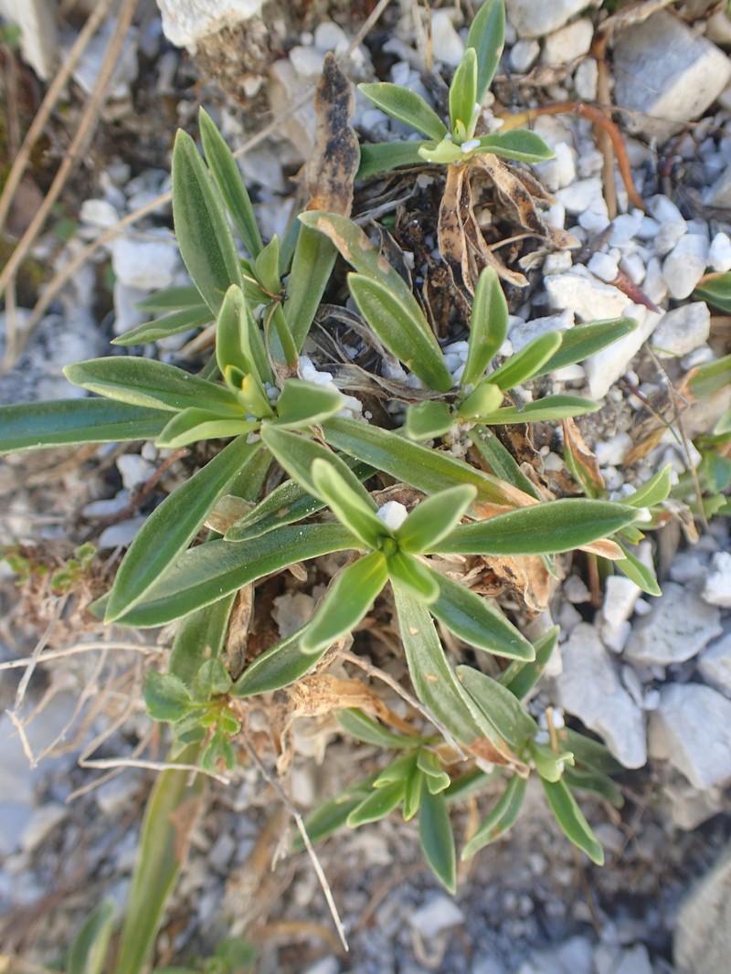 Gentiana froelichii subsp. froelichii