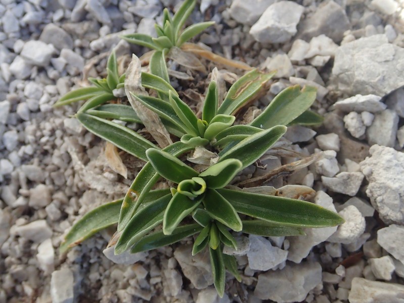 Gentiana froelichii subsp. froelichii photo 2