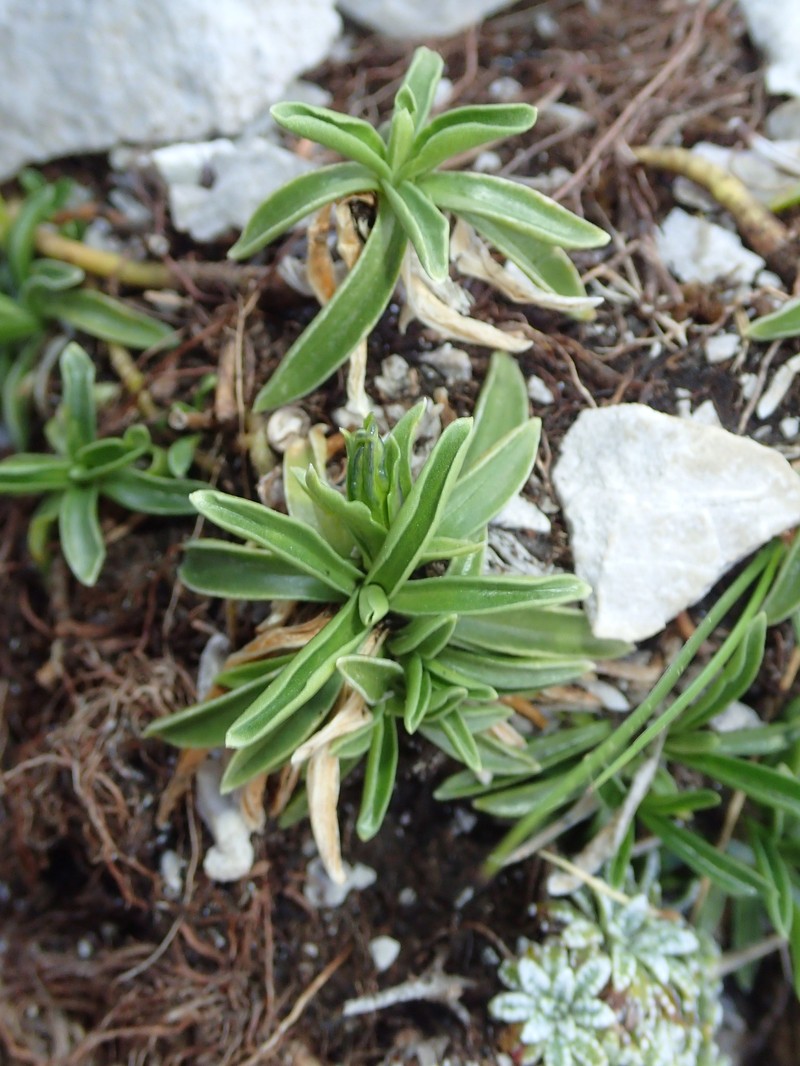 Gentiana froelichii subsp. froelichii photo 3