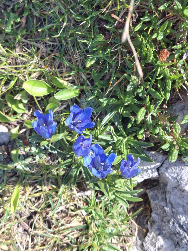 Gentiana froelichii subsp. froelichii photo 4