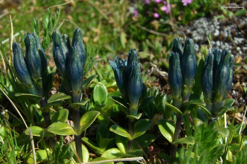 Pale Gentian