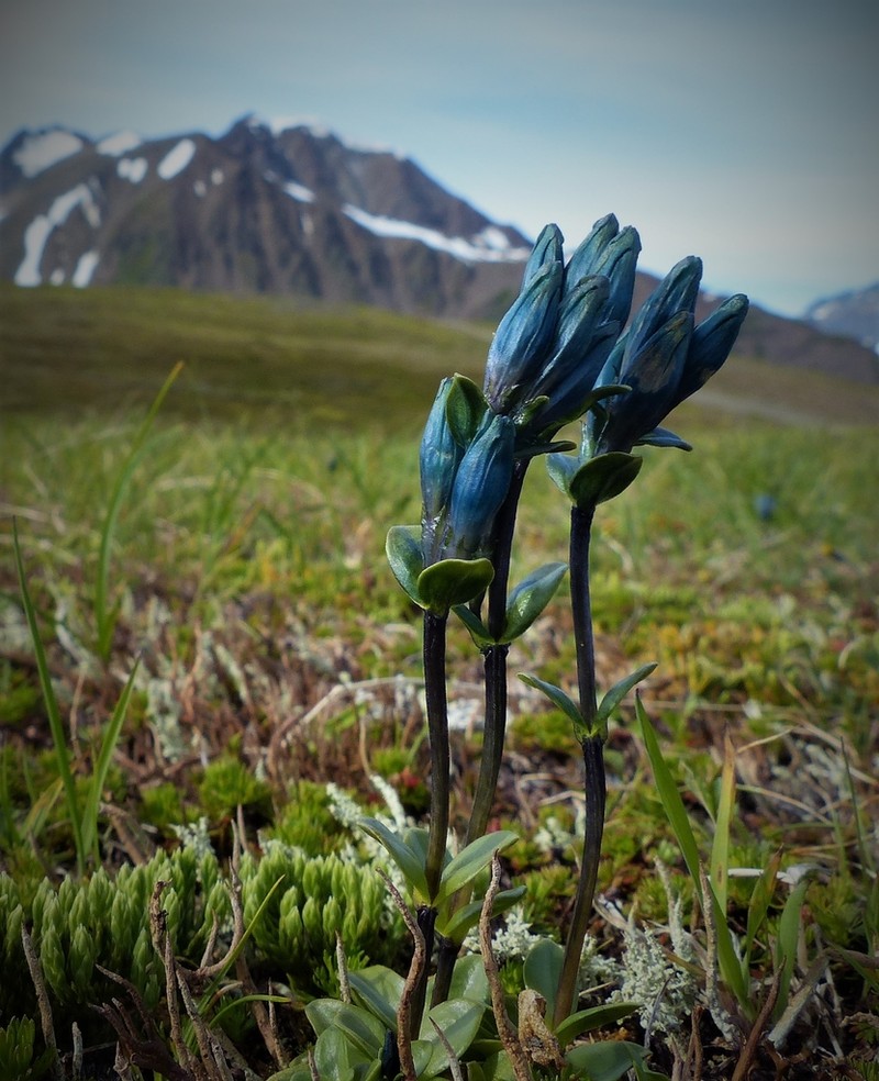 Pale Gentian