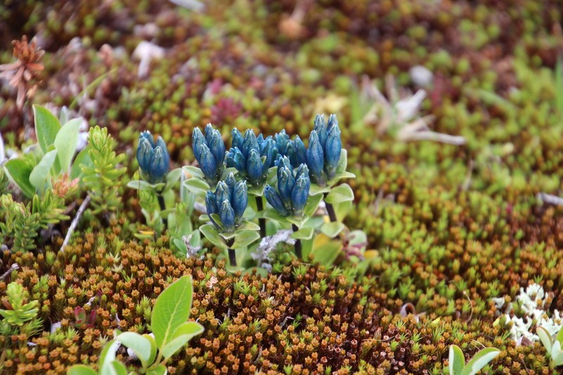 Pale Gentian photo 2
