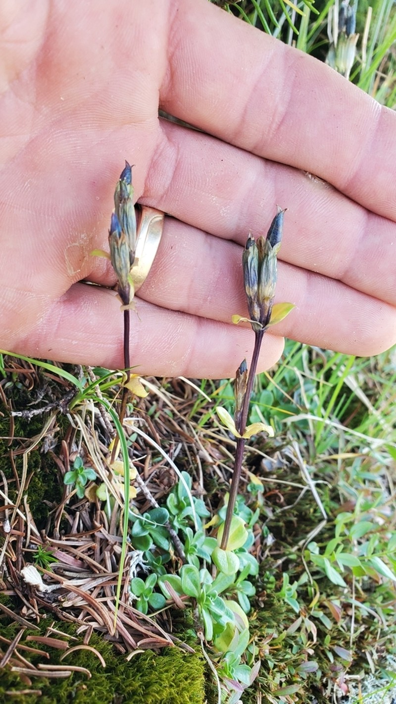 Pale Gentian photo 3