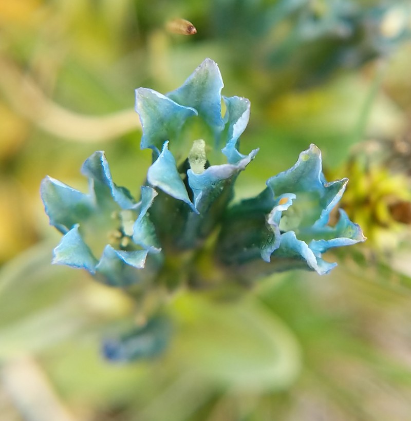 Pale Gentian photo 4