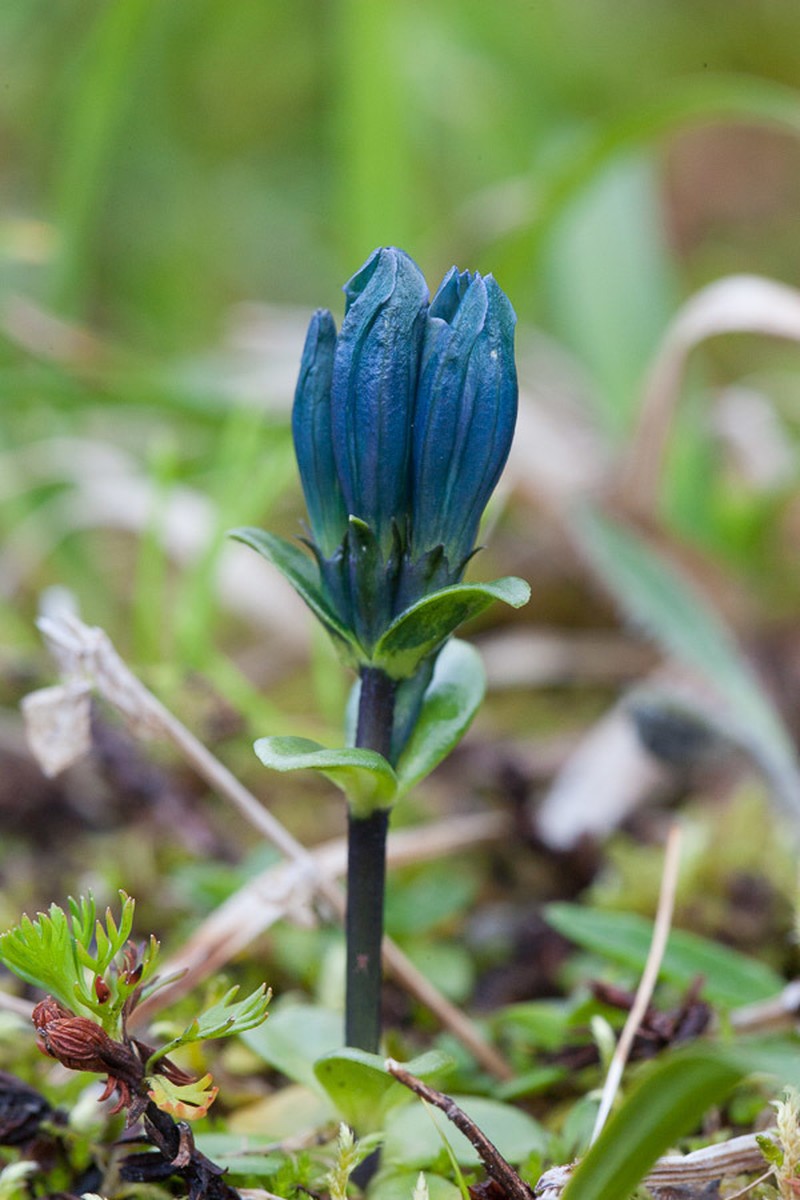 Pale Gentian photo 5