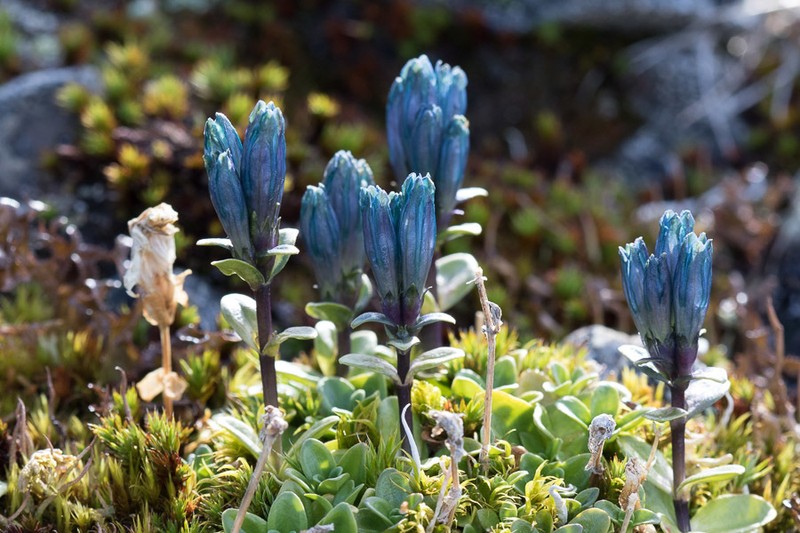 Pale Gentian photo 6