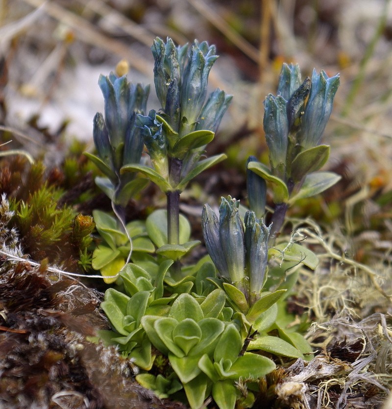 Pale Gentian photo 7