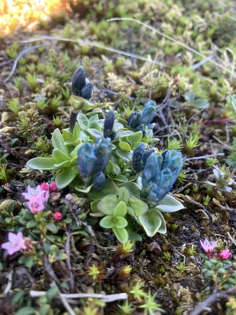 Pale Gentian photo 8