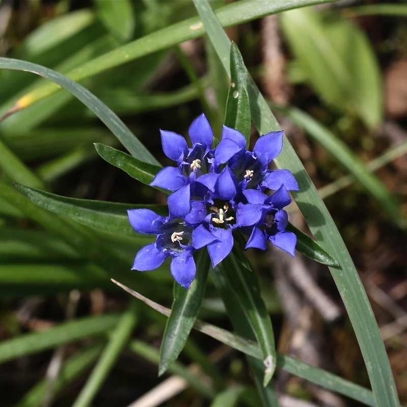 Gentiana kirilowii photo 3