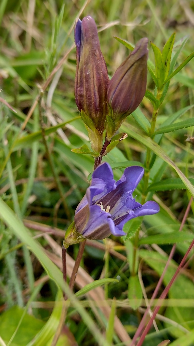 Gentiana laevigata var. laevigata