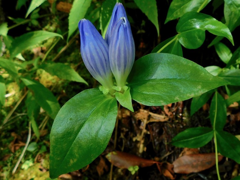 Gentiana latidens