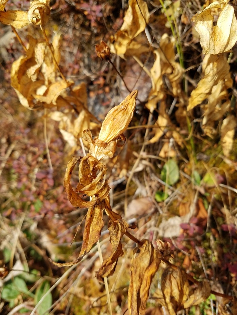 Gentiana latidens photo 2
