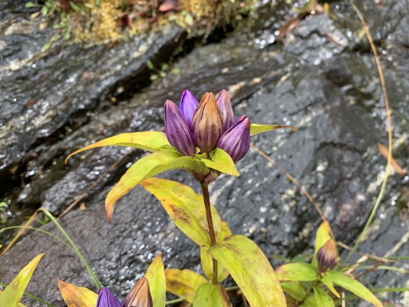 Gentiana latidens photo 3