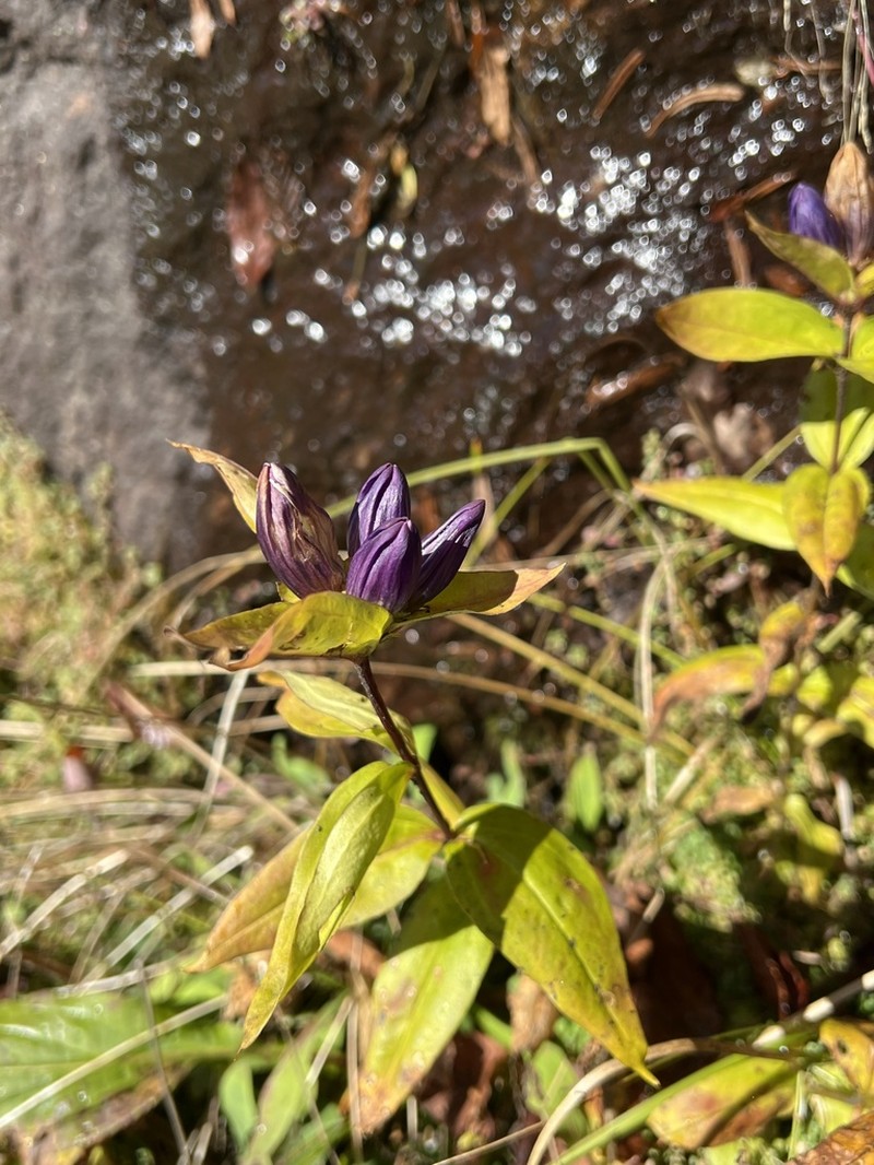 Gentiana latidens photo 4