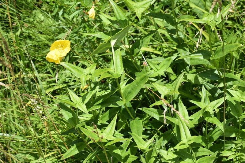 Gentiana latidens photo 5