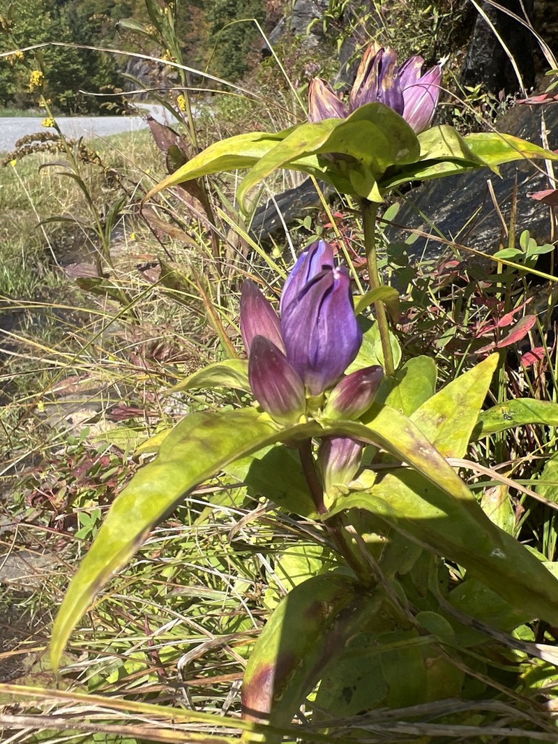 Gentiana latidens photo 6