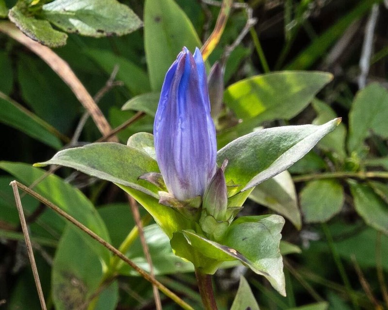 Gentiana latidens photo 7