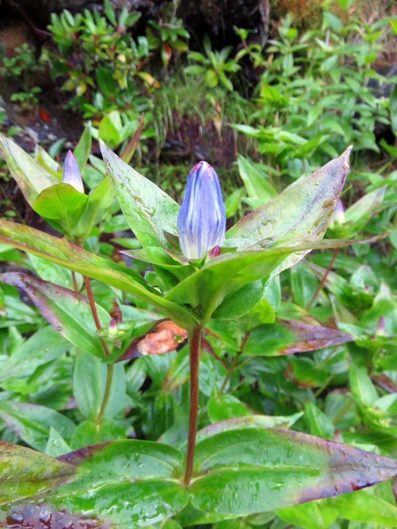 Gentiana latidens photo 8