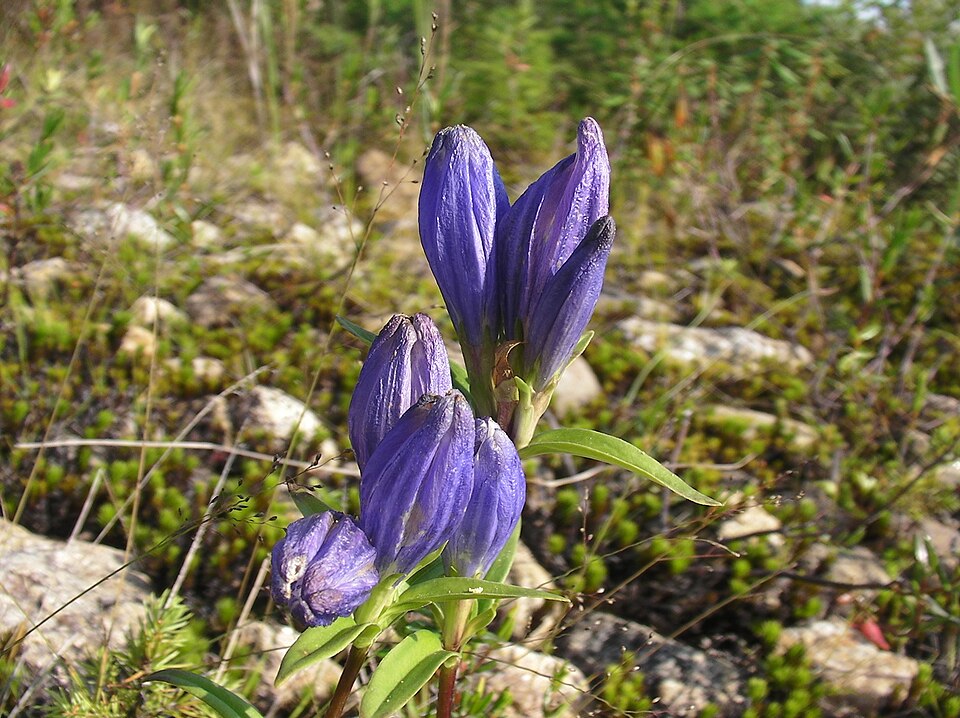 Narrowleaf Gentian