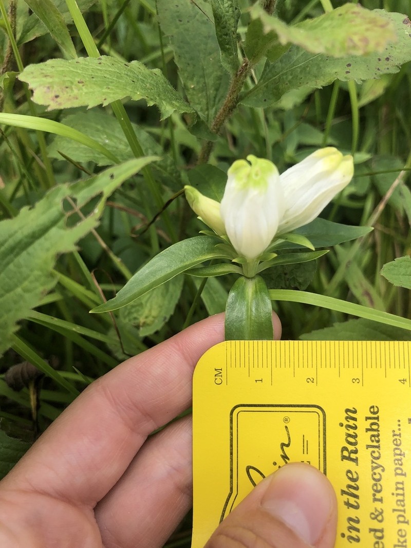 Narrowleaf Gentian