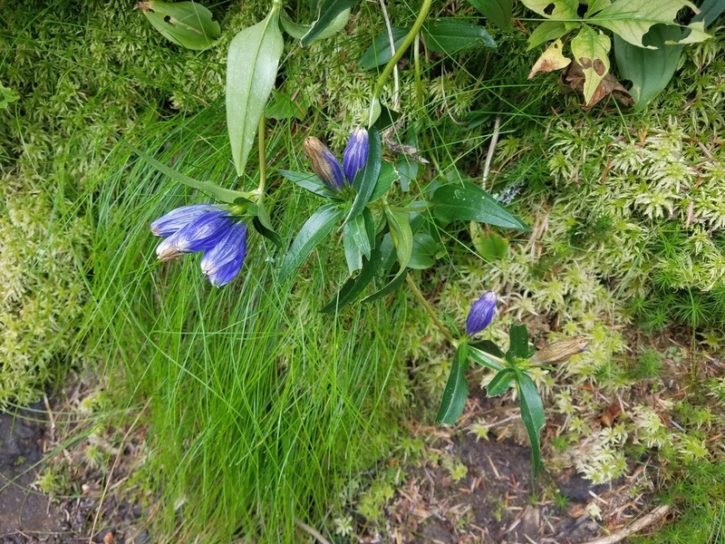 Narrowleaf Gentian photo 2