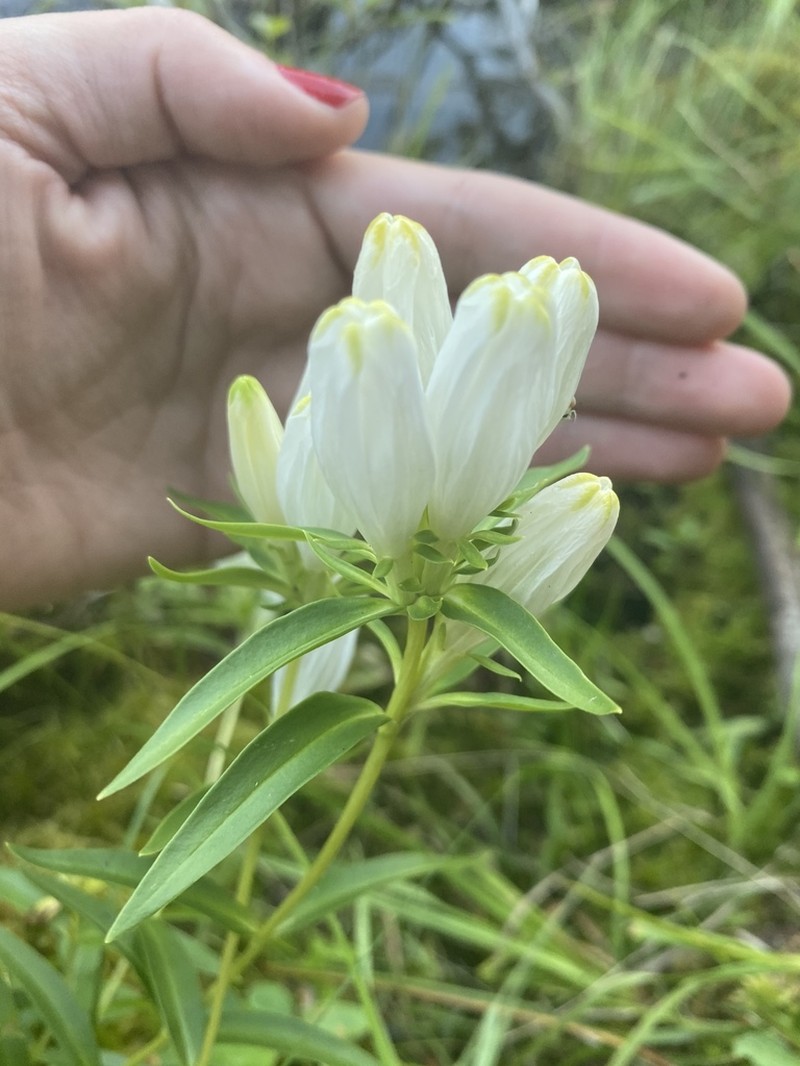 Narrowleaf Gentian photo 3