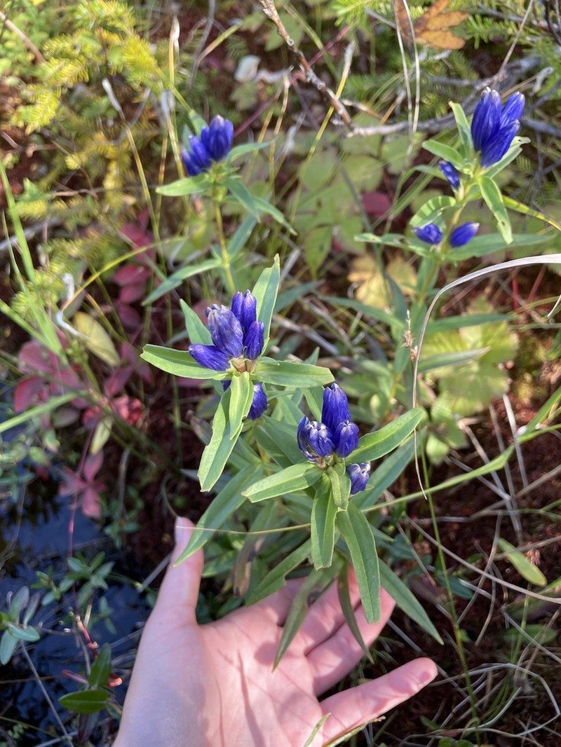 Narrowleaf Gentian photo 4
