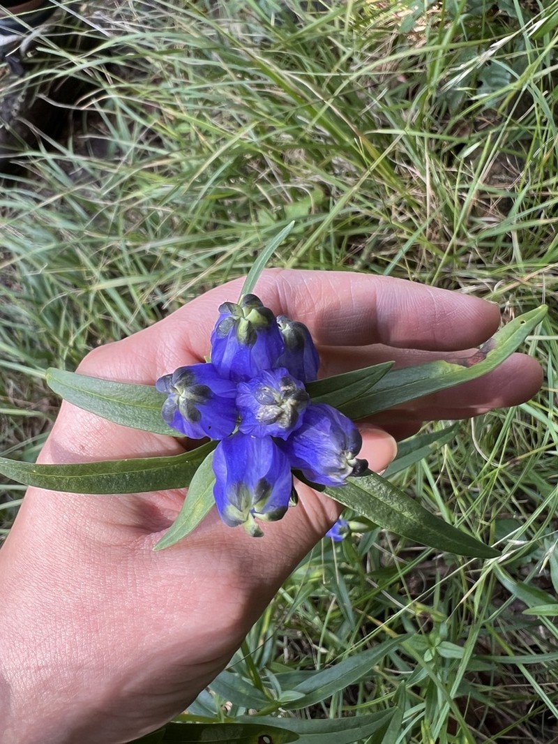 Narrowleaf Gentian photo 5