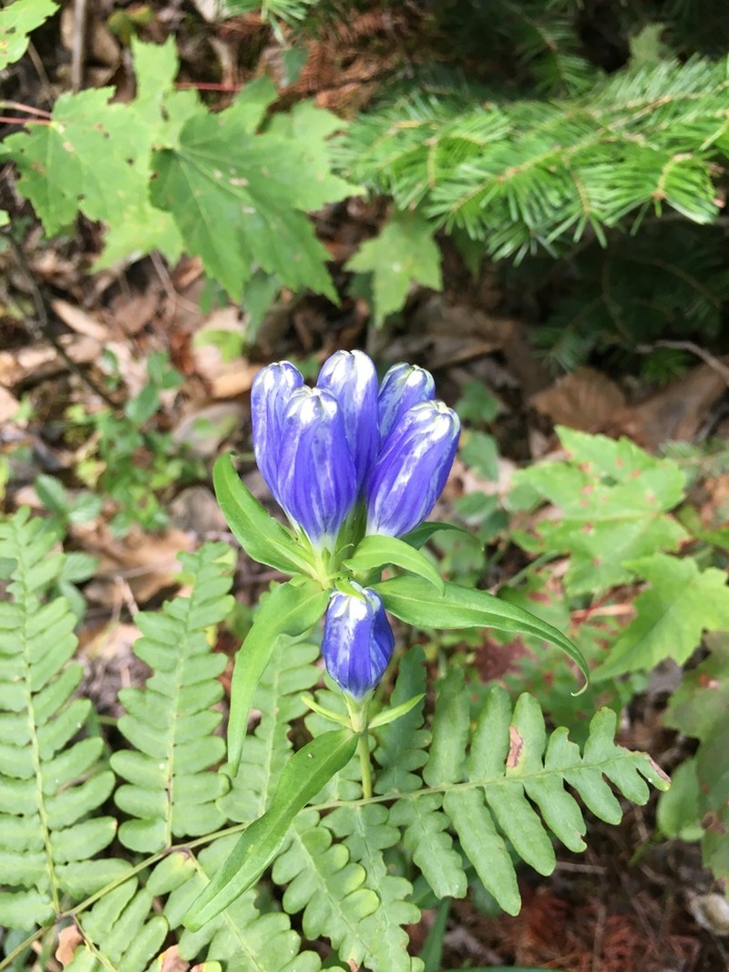 Narrowleaf Gentian photo 6