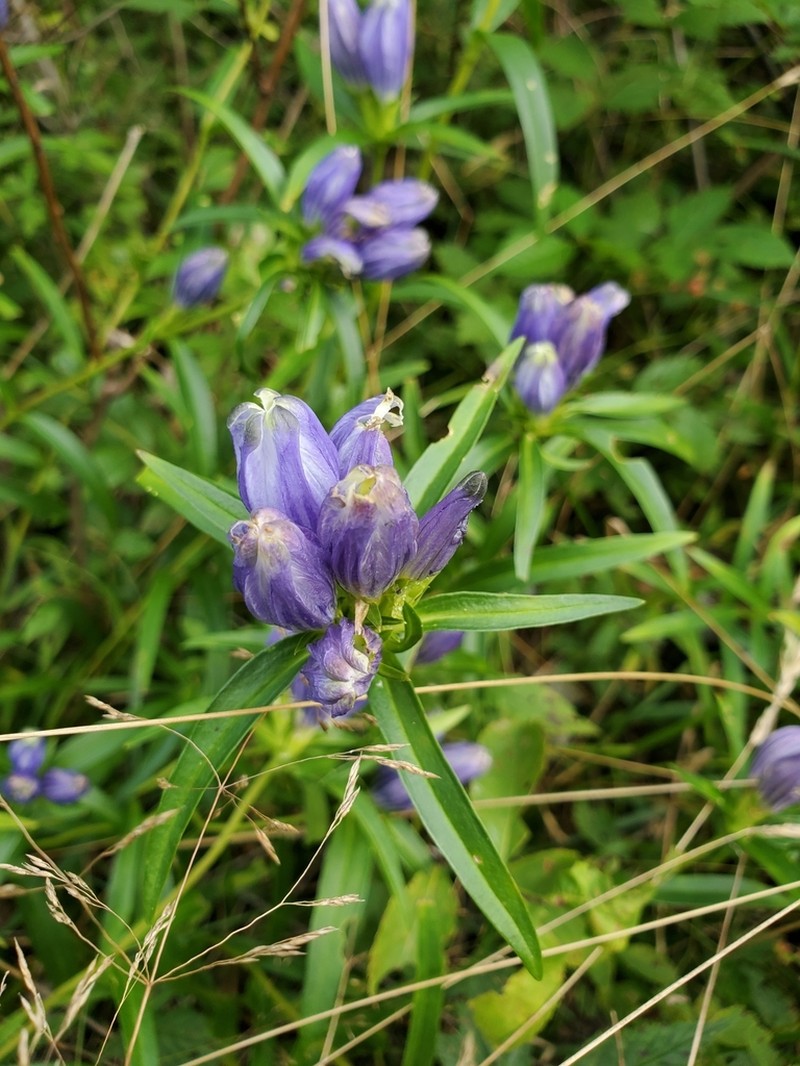 Narrowleaf Gentian photo 7