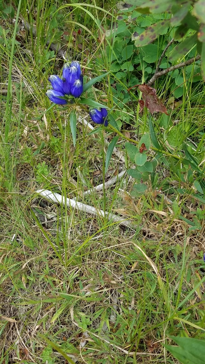 Narrowleaf Gentian photo 8