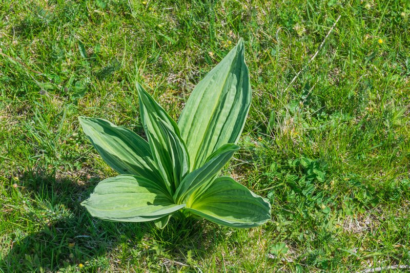 Yellow Gentian