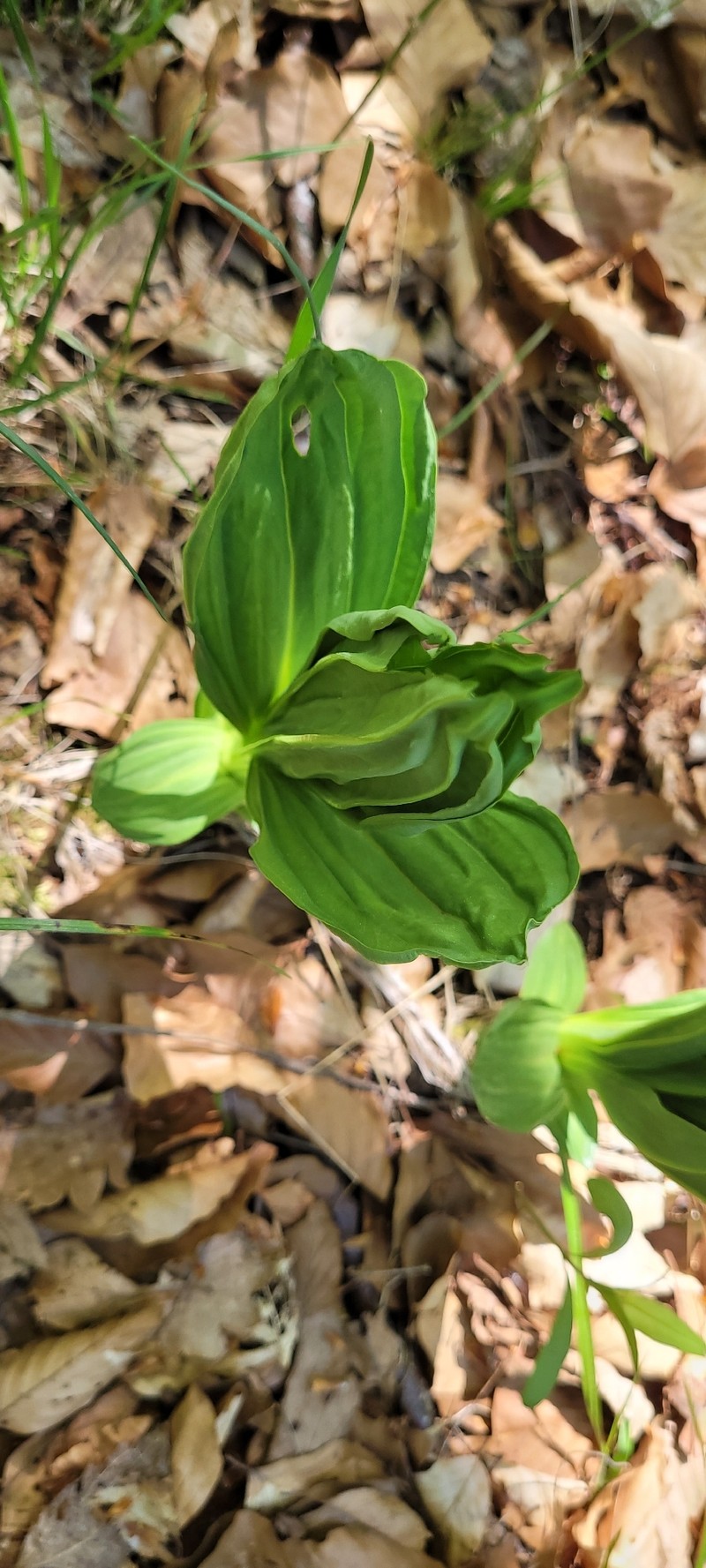 Gentiana lutea subsp. lutea