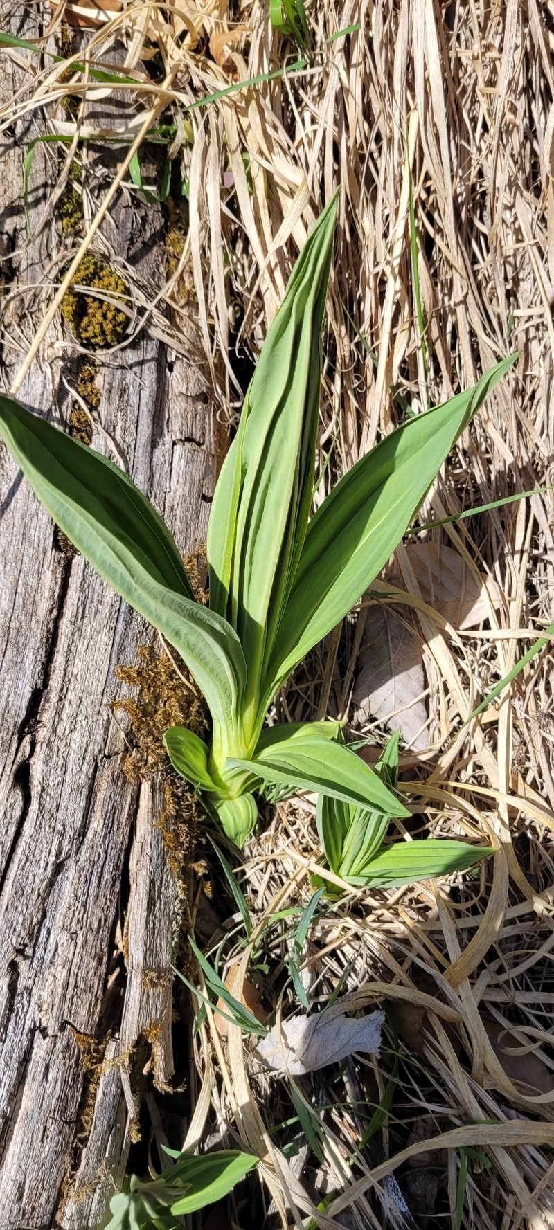 Gentiana lutea subsp. lutea photo 2