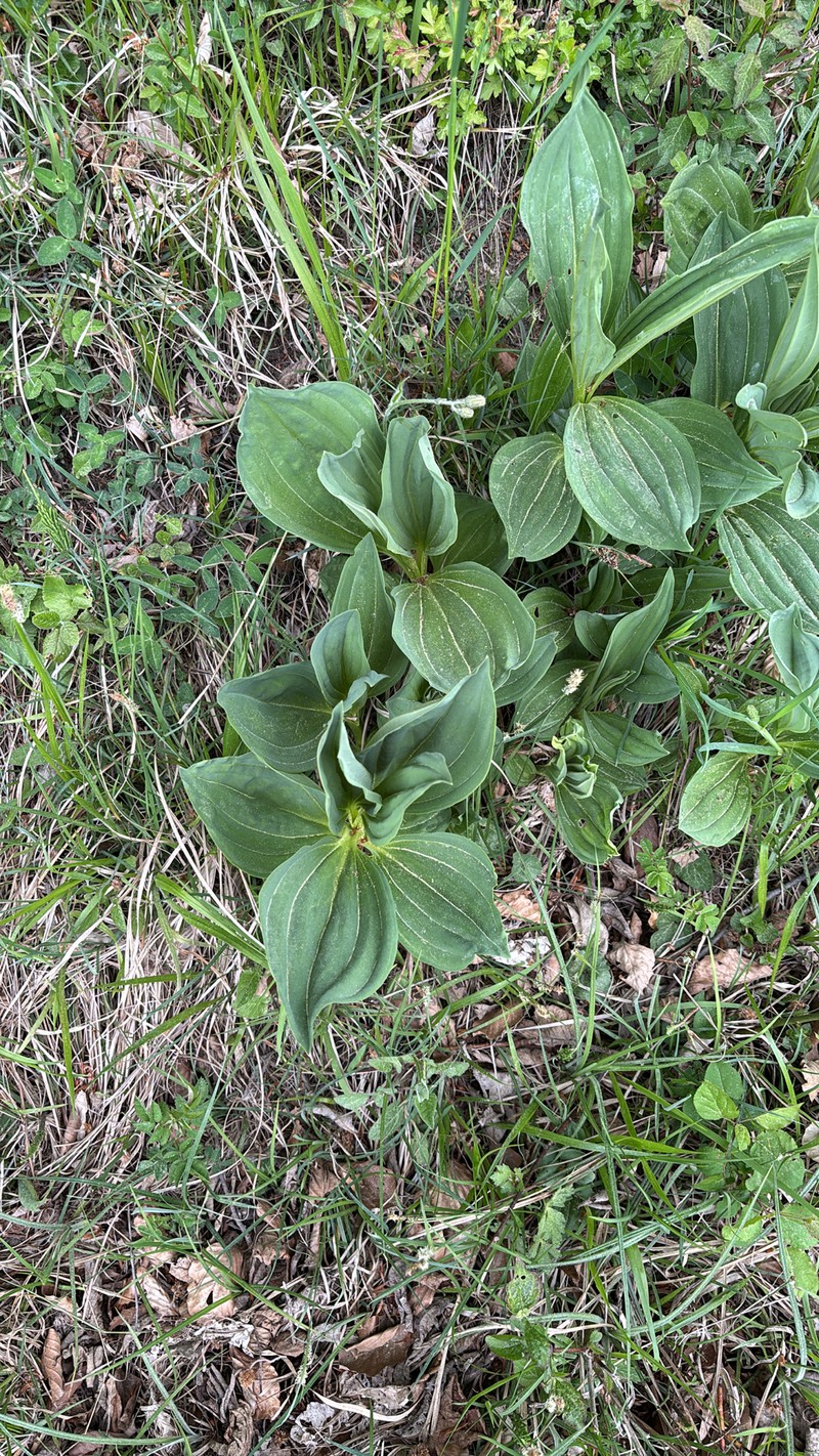 Gentiana lutea subsp. lutea photo 3