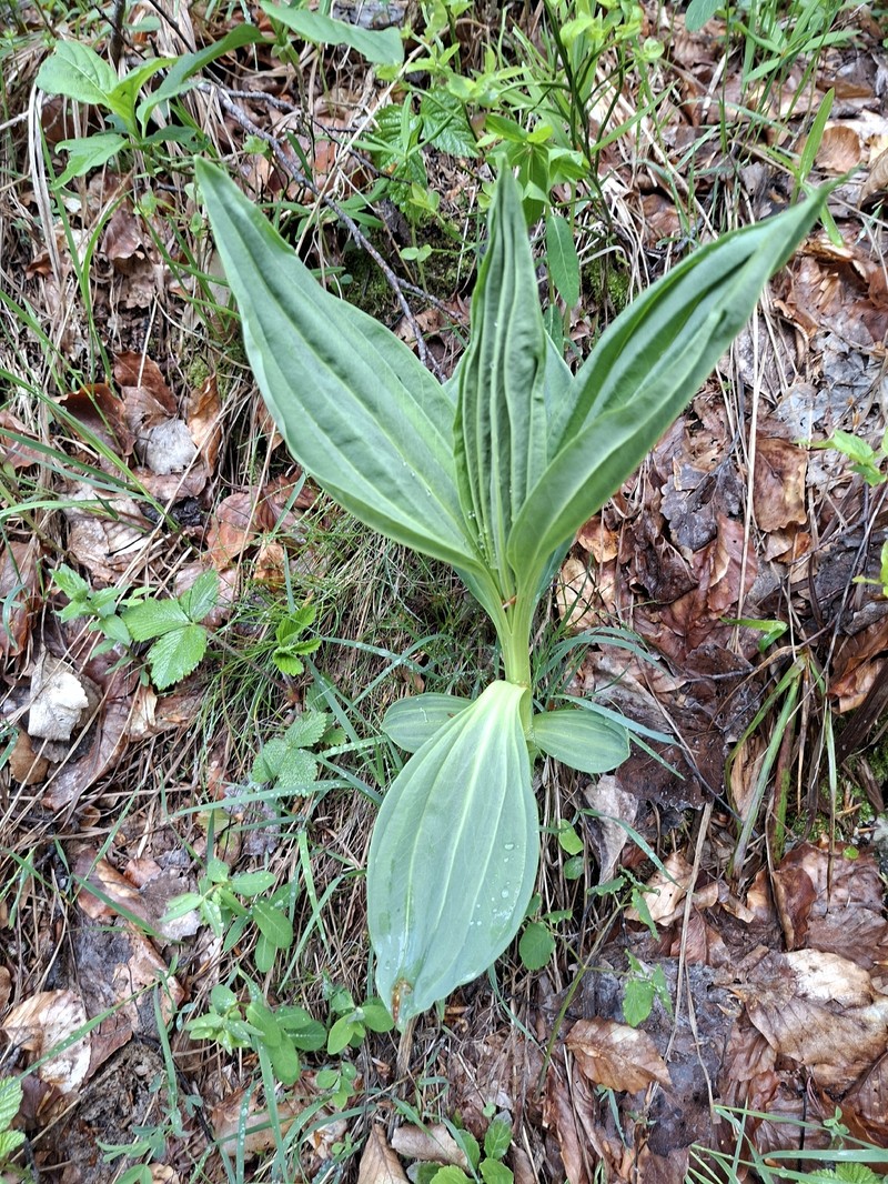 Gentiana lutea subsp. lutea photo 4