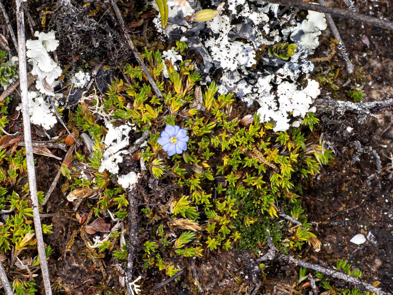 Gentiana macgregoryi subsp. macgregoryi