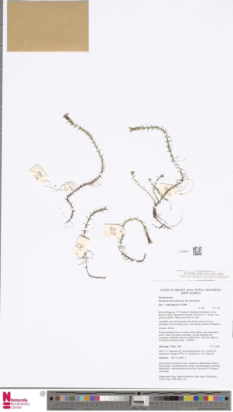 Gentiana macgregoryi subsp. macgregoryi photo 2