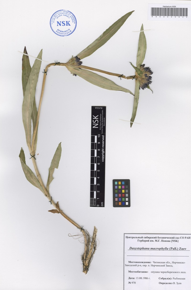 Gentiana macrophylla subsp. macrophylla