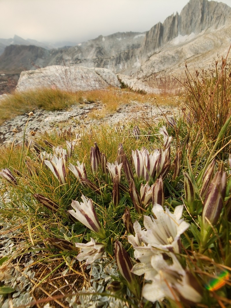Alpine Gentian